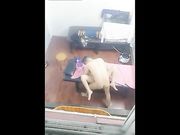 高手偷拍养生馆按摩房犀利大叔各种姿势草到女技师喊肚子疼也没有射还要撸普通话对白