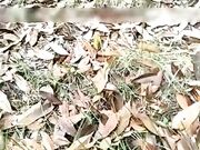 牛逼主播楠楠野外露出勾引摩的司机打野战