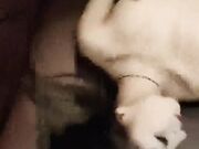 KTV灌醉轮奸小学妹 被无套内射