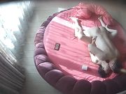 出轨骚妇与眼镜情夫激情造爱干之前一起看A片淫语连天