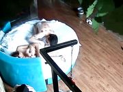 渴难耐骚女友被拔罐男友多姿势爆操 不停浪叫“快插进去 我要”喝口水第二炮操起